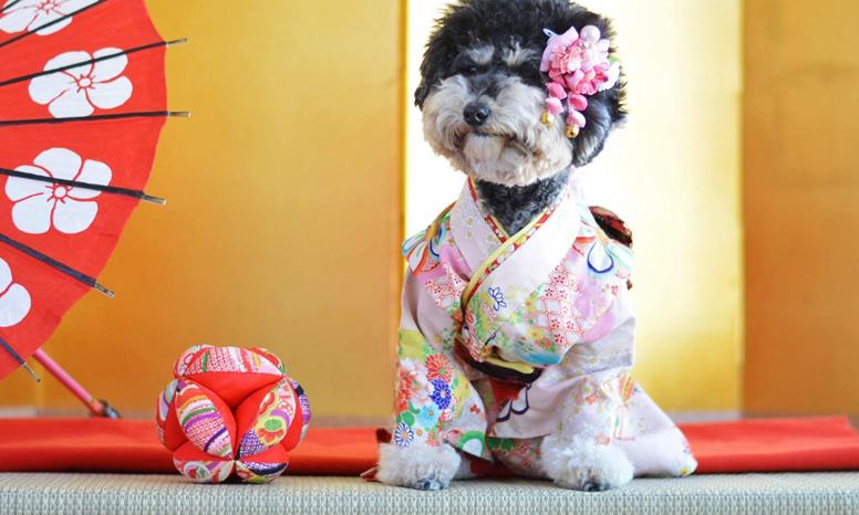 定番正規店 犬の袴の着物☆オーダー作成♪ワンちゃんのかわいい袴の